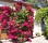 El Presidio Inn Bougainvillea in Bloom