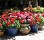 El Presidio Inn Courtyard Geraniums