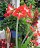 Tour   Winter Amaryllis on the Patio